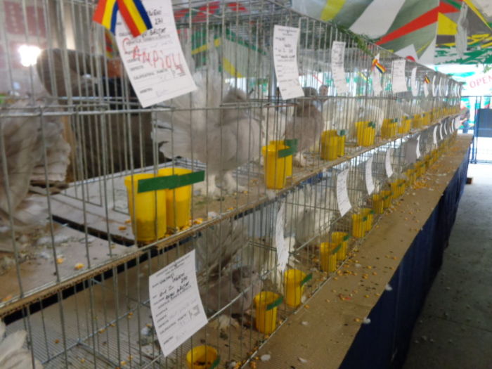DSC02273 - Expo Cupa Crisana 2015