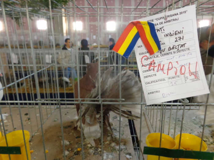 DSC02274 - Expo Cupa Crisana 2015