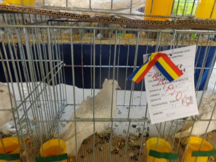 DSC02280 - Expo Cupa Crisana 2015