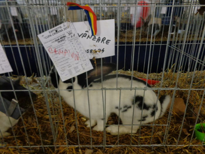 DSC02293 - Expo Cupa Crisana 2015