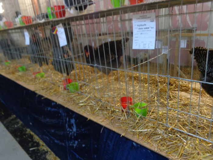 DSC02308 - Expo Cupa Crisana 2015