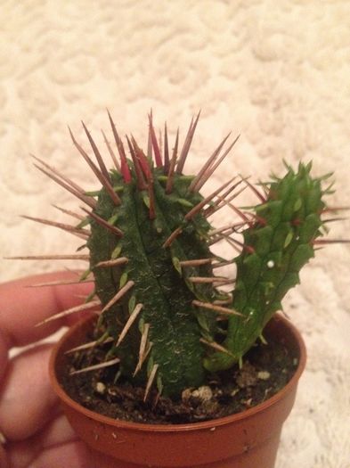 opuntia ferox - CACTUSI rog identificare
