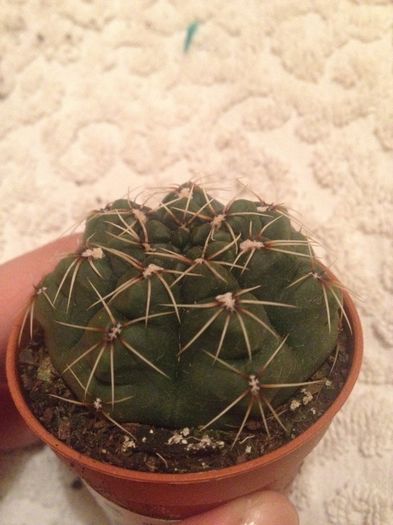 gymnocalcium andreae - CACTUSI rog identificare