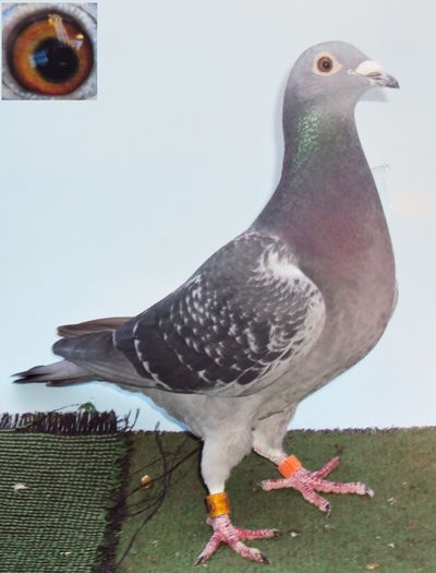 balkanica -loc 13 finala columb Piatra Neamt