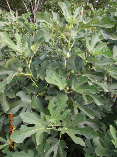 smochine2806
