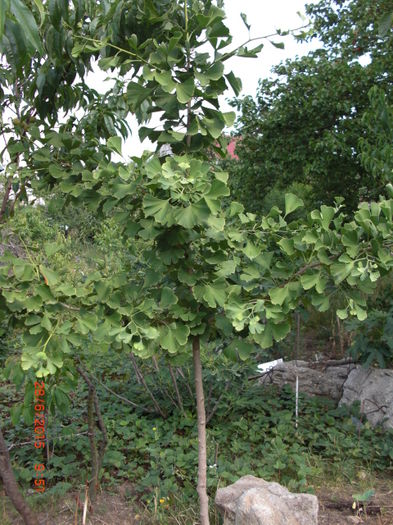 GinkoBiloba2806