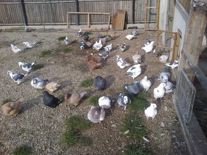 2015-12-14-1554 - Porumbeii mei la baie