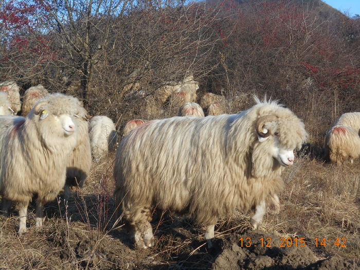 Picture 1549 - Turcana-Alba 2015