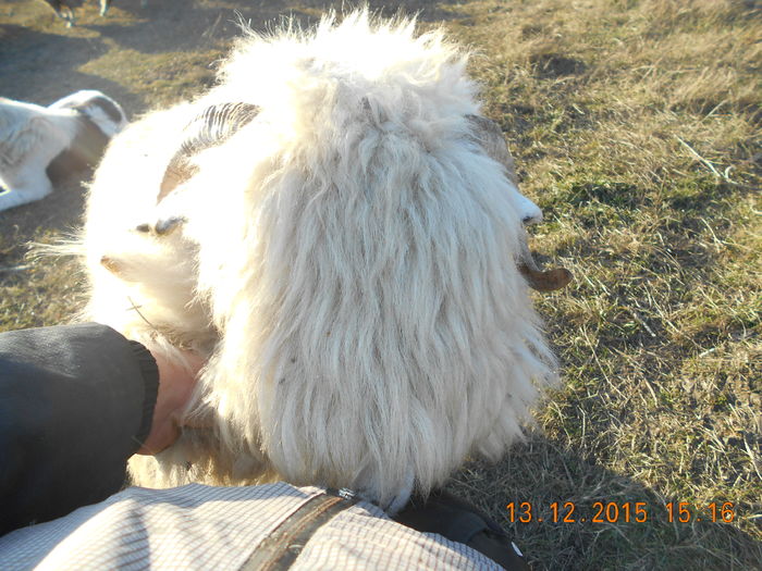 Picture 1578 - Turcana-Alba 2015