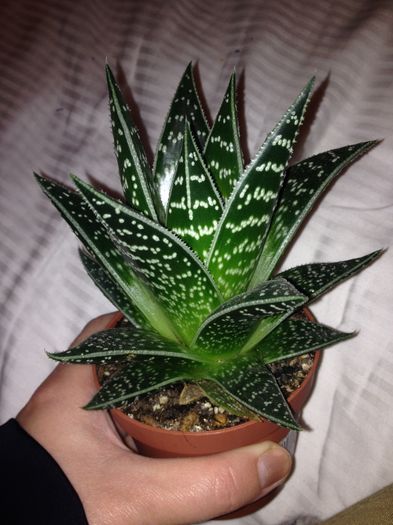 raw-51 aloe tiki; 30 lei
