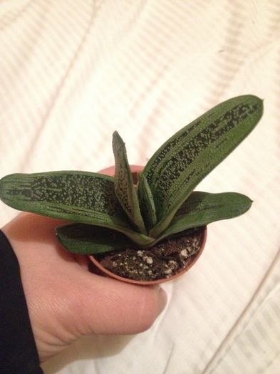 gasteria little warty