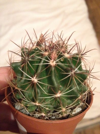 raw-114 - CACTUSI rog identificare