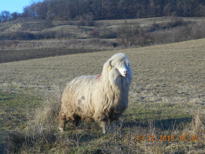 Picture 1609 - Turcana-Alba 2015
