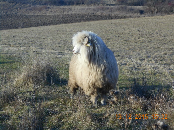 Picture 1610 - Turcana-Alba 2015