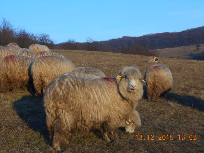Picture 1660 - Turcana-Alba 2015