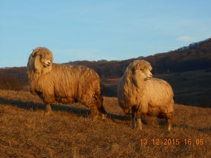 Picture 1674 - Turcana-Alba 2015