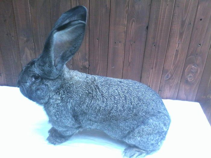 12366520_888285241247554_2085400036_n(1)