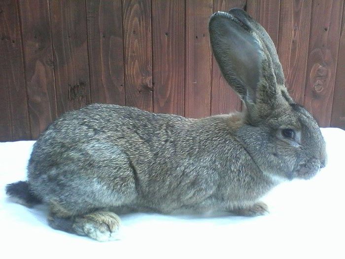 12348576_888284961247582_1777203999_n