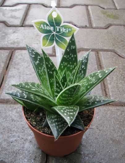 aloe tiki; 30 lei
