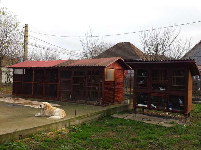 20151123_141639 - Voliera noua de la A la Z