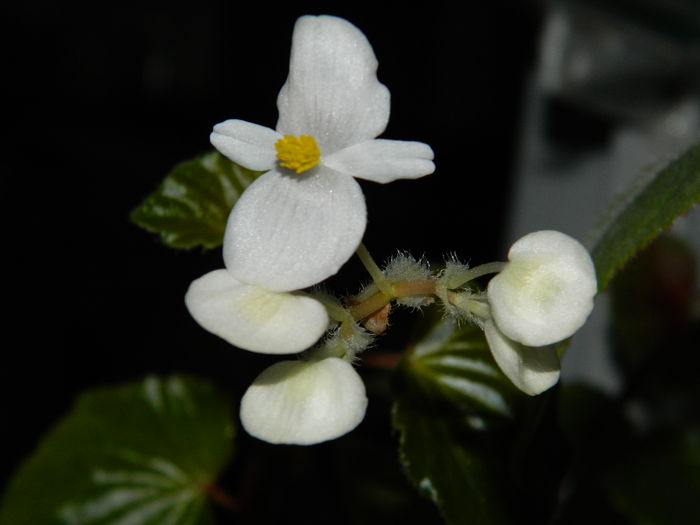 DSCN5488 - 2015_DECEMBRIE