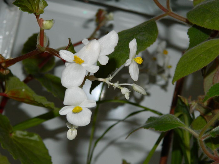 DSCN5494 - 2015_DECEMBRIE