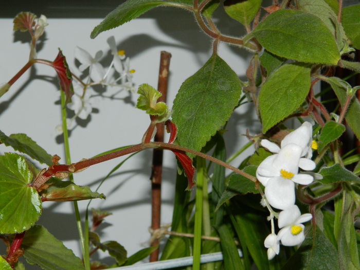 DSCN5495 - 2015_DECEMBRIE