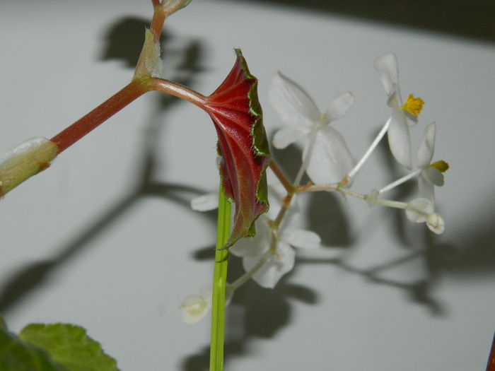 DSCN5496 - 2015_DECEMBRIE