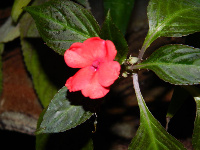 DSCN5502 - 2015_DECEMBRIE
