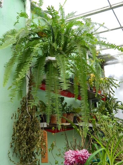 DSCN5507 - 2015_DECEMBRIE