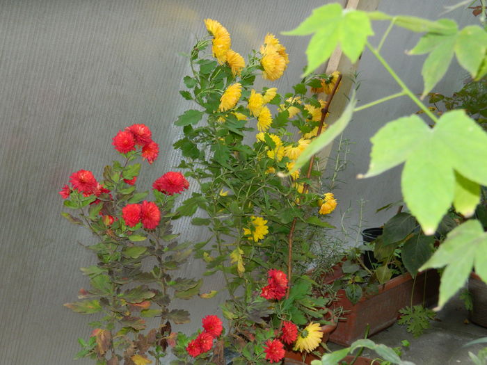 DSCN5530 - 2015_DECEMBRIE