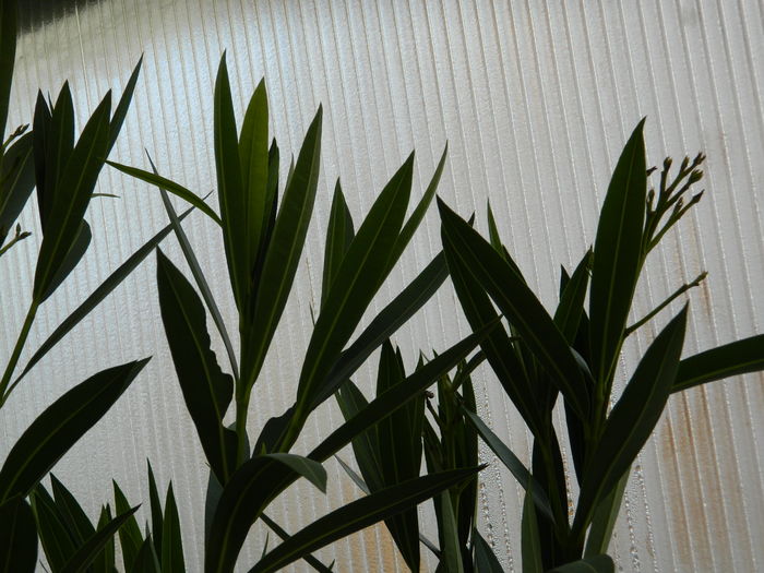 DSCN5542 - 2015_DECEMBRIE