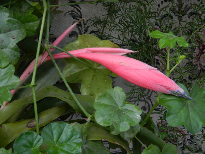 DSCN5552 - 2015_DECEMBRIE
