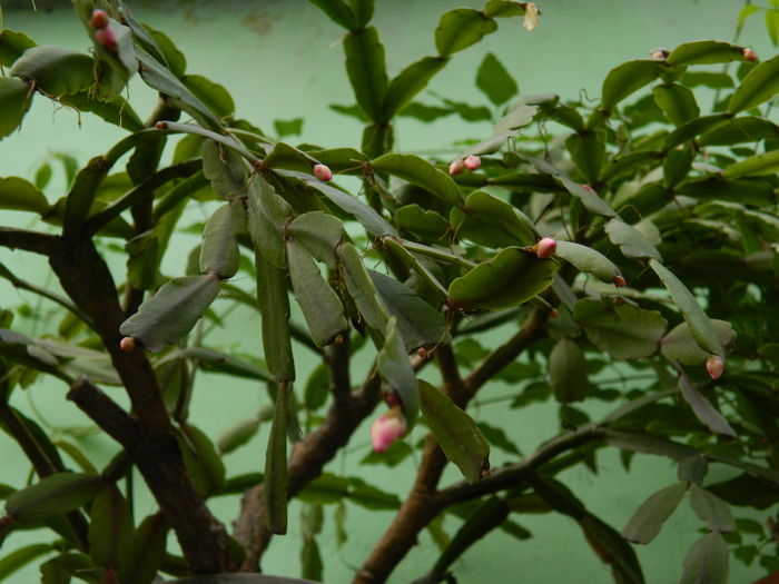 DSCN5555 - 2015_DECEMBRIE