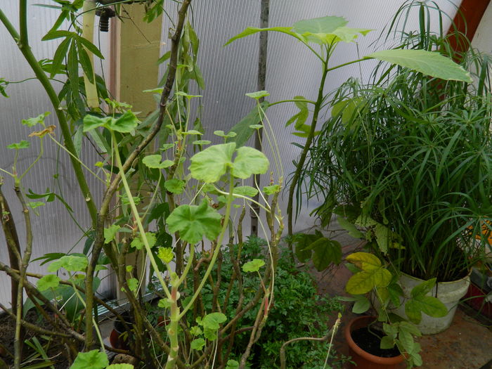 DSCN5562 - 2015_DECEMBRIE