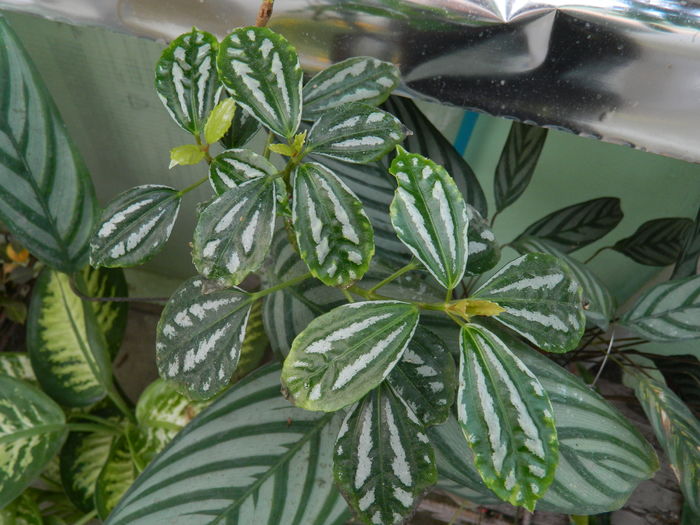 DSCN5566 - 2015_DECEMBRIE