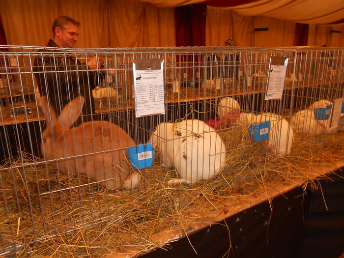 DSCN6956 - Expo Bistrita Decembrie 2015