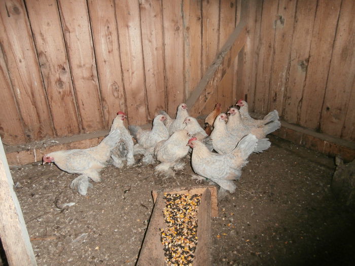 101146791 - M--Rasa Mii De Flori Portelan Galben-Albastru-Alb Isabel