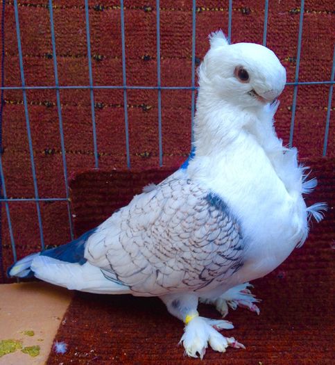 image - SATINETI VANDUTI