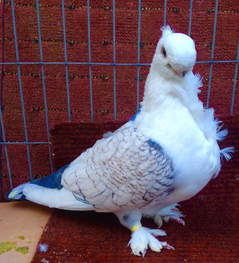 image - SATINETI VANDUTI