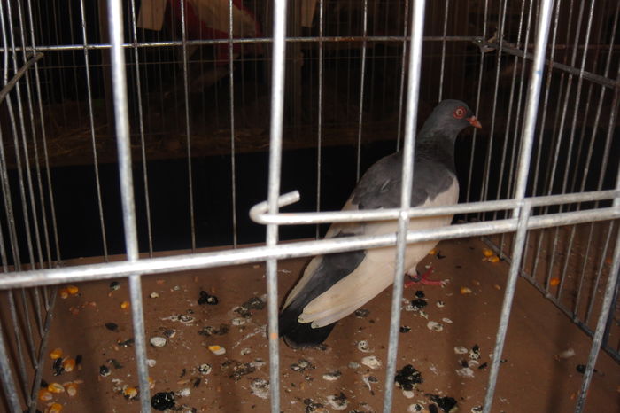 DSC01573 - Cupa crisana 2015
