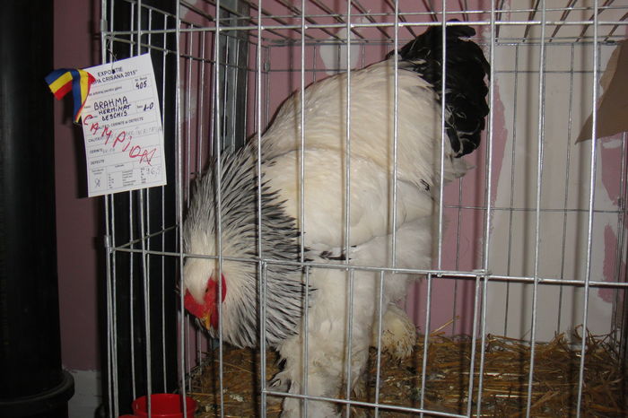 DSC01616