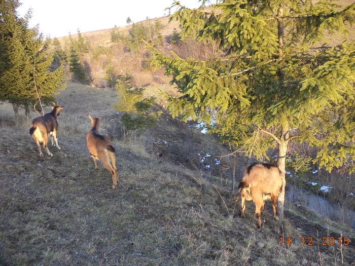 Alpinele in soarele de decembrie
