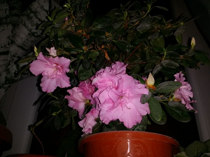 20151213_174739 - Plante in ghiveci 2