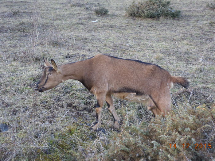 Caprioara atenta l-fp7