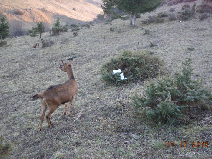 Caprioara atenta-jyy7