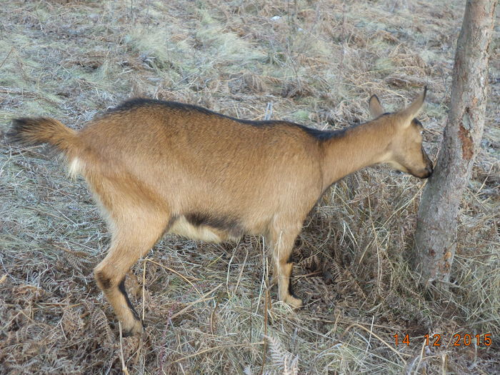 Caprioara la un molid