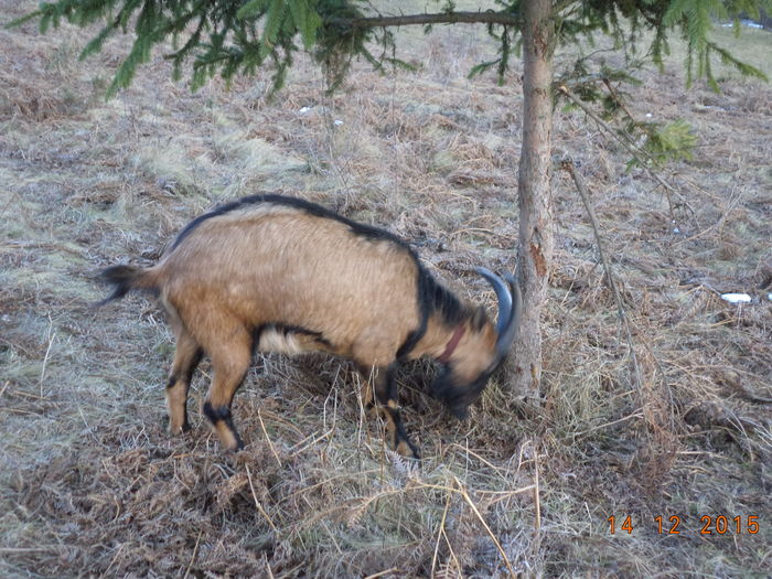 Cezar e nervos tare de tot