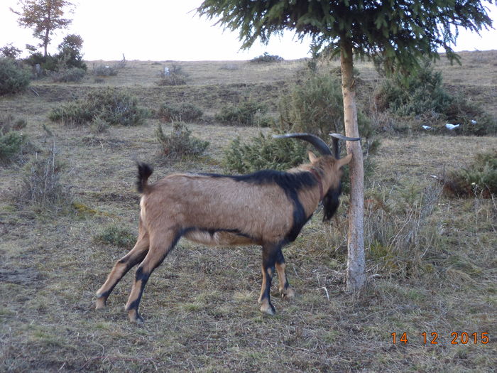 Cezar isi freaca coarnele-9jp
