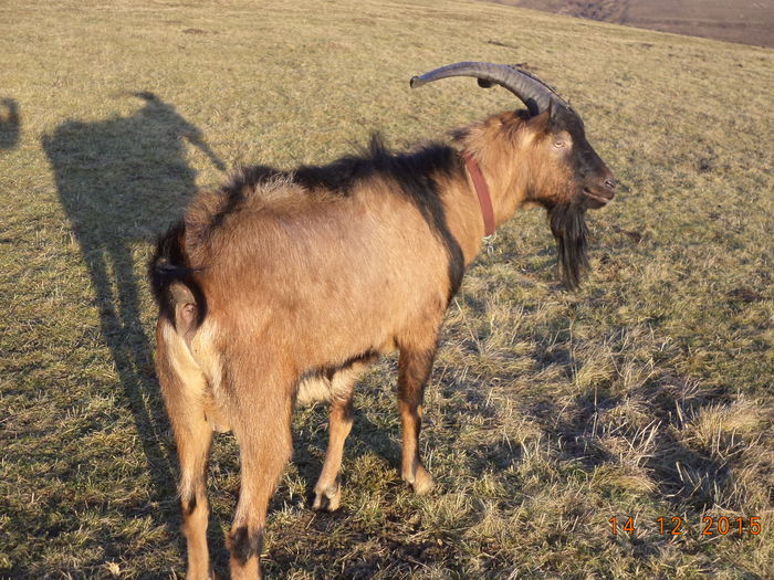 Cezar la plimbare-jh7